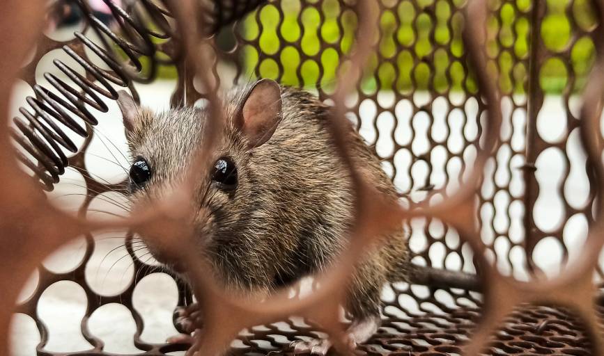 Rodent Control