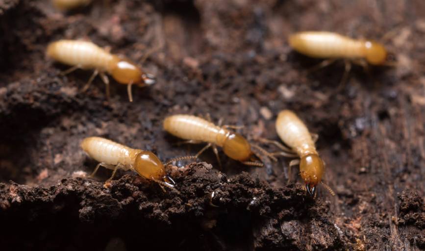 Termite Inspection