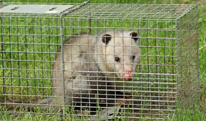 Wildlife Trapping